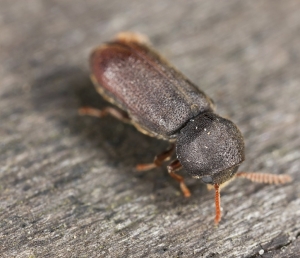 Pest Control Services For Wood Borer