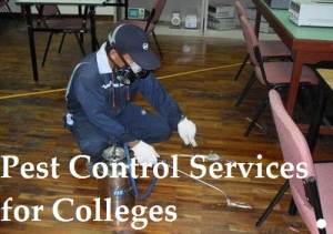Pest Control Services For Colleges