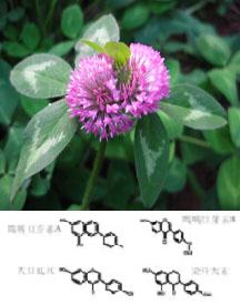 Manufacturers Exporters and Wholesale Suppliers of Red Clover Extract Changsha Hunan
