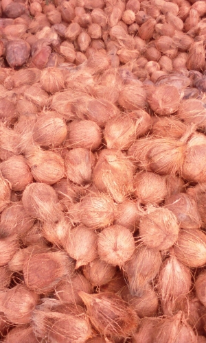 Manufacturers Exporters and Wholesale Suppliers of Semi Husked Coconut Pollachi Tamil Nadu