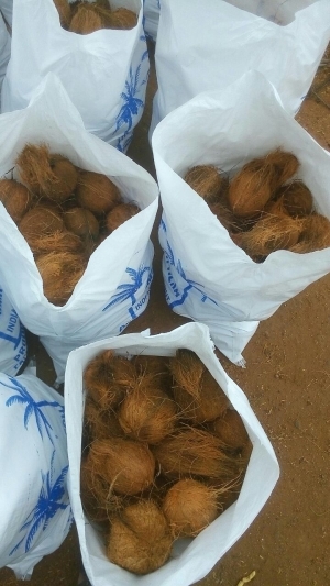 Manufacturers Exporters and Wholesale Suppliers of Indian Fresh Coconuts Pollachi Tamil Nadu