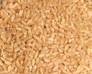 Manufacturers Exporters and Wholesale Suppliers of Sharbati Wheat Nagpur Maharashtra