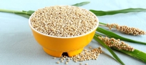 Manufacturers Exporters and Wholesale Suppliers of Sorghum (Jawar) Gondia Maharashtra