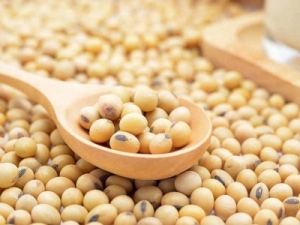 Manufacturers Exporters and Wholesale Suppliers of Soyabean Gondia Maharashtra