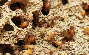 Service Provider of Termite Pest Control Services New Delhi Delhi 