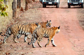 Service Provider of Tiger Trail Tour India Jaipur Rajasthan 