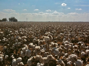 Waste Cotton