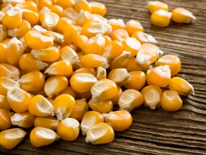 Manufacturers Exporters and Wholesale Suppliers of Yellow Corn Nagpur Maharashtra