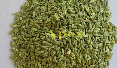 Manufacturers Exporters and Wholesale Suppliers of Fennel Seeds Jaipur Rajasthan