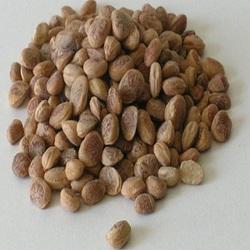 Manufacturers Exporters and Wholesale Suppliers of Charoli Nut Pathanamthitta Kerala