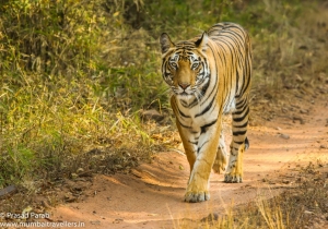 Service Provider of Bandhavgarh Tiger Reserve New Delhi Delhi 