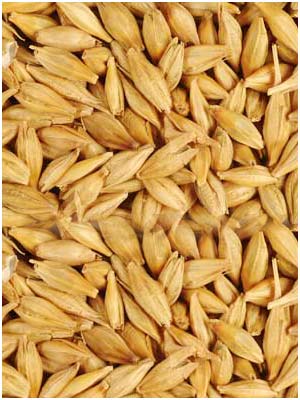 Manufacturers Exporters and Wholesale Suppliers of Barley Seeds Vadodara Gujarat