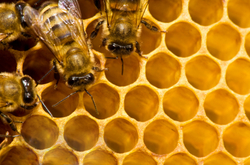 Manufacturers Exporters and Wholesale Suppliers of Bee Honey New Delhi Delhi