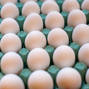 Manufacturers Exporters and Wholesale Suppliers of Brown Chicken Eggs Baltimore Maryland