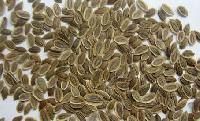 Manufacturers Exporters and Wholesale Suppliers of Dill Seeds Unjha Gujarat