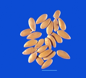 Muskmelon Seeds