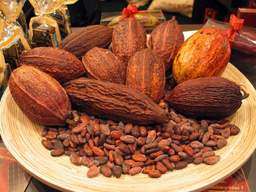 Manufacturers Exporters and Wholesale Suppliers of Cocoa Beans  Delhi