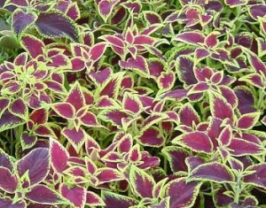 Manufacturers Exporters and Wholesale Suppliers of COLEUS FORSKOHLII EXTRACT ( FORSKOLIN 10-95% ) Bangalore Karnataka