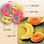 Manufacturers Exporters and Wholesale Suppliers of Biopharmaceutical Products hyderabad Andhra Pradesh