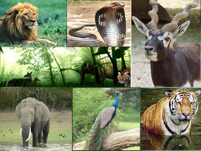 Manufacturers Exporters and Wholesale Suppliers of Indian wild life tours New Delhi Delhi