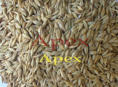 Manufacturers Exporters and Wholesale Suppliers of Barley Feed and Malt Jaipur Rajasthan