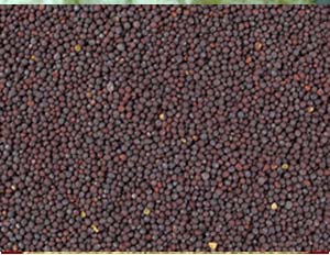 Manufacturers Exporters and Wholesale Suppliers of Mustard Seeds Vadodara Gujarat