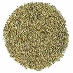 Manufacturers Exporters and Wholesale Suppliers of Millet Aligarh Uttar Pradesh