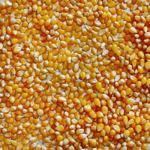 Manufacturers Exporters and Wholesale Suppliers of Maize Aligarh Uttar Pradesh