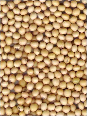 Manufacturers Exporters and Wholesale Suppliers of Soya Bean Seeds Vadodara Gujarat