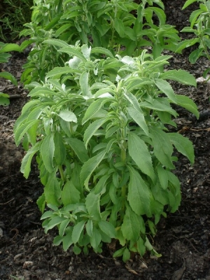 Manufacturers Exporters and Wholesale Suppliers of Stevia Plants Sunam Punjab