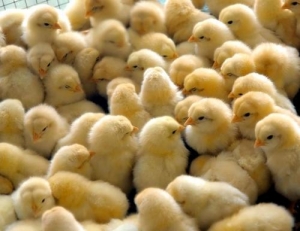 Manufacturers Exporters and Wholesale Suppliers of Baby Chickens Hajipur Bihar
