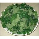 Manufacturers Exporters and Wholesale Suppliers of Drum Stick Leaves Chennai Tamil Nadu
