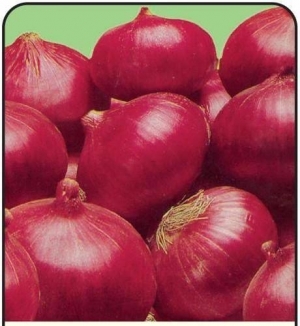Manufacturers Exporters and Wholesale Suppliers of Vegetables Telangana Andhra Pradesh