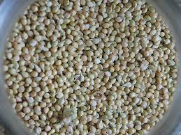 Manufacturers Exporters and Wholesale Suppliers of Pearl millet (Botanical Name-Pennisetm typhoideum) Dindigul Tamil Nadu