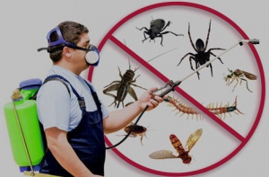 Service Provider of Pest Control Service Bangalore Karnataka 