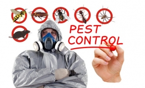 Service Provider of Pest Control Services Ranchi Jharkhand 