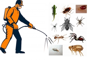 Service Provider of Pest Control Services New Delhi Delhi 