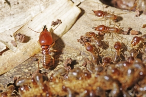 Service Provider of Termite Control New Delhi Delhi 