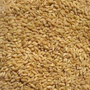 Manufacturers Exporters and Wholesale Suppliers of Wheat Seed Nagpur Maharashtra