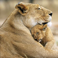 Service Provider of Wildlife Tours New Delhi Delhi 