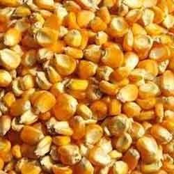 Manufacturers Exporters and Wholesale Suppliers of Yellow Maize Nagpur Maharashtra