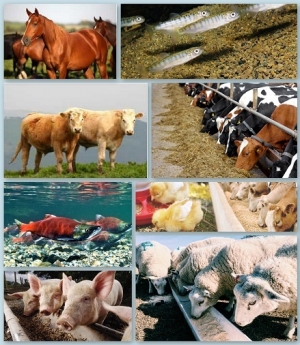 Manufacturers Exporters and Wholesale Suppliers of Animal Feed Barmer Rajasthan