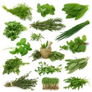 Manufacturers Exporters and Wholesale Suppliers of Raw Herbs Jhansi Uttar Pradesh