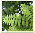 Service Provider of Plant Extract Chhindwara Madhya Pradesh 