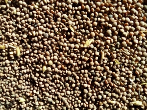 Manufacturers Exporters and Wholesale Suppliers of Dal Lentil isfahan 