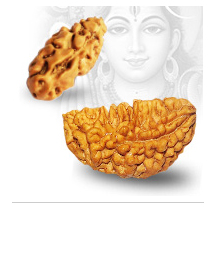 Manufacturers Exporters and Wholesale Suppliers of 1 Mukhi Rudraksh New Delhi 