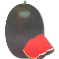 WaterMelon Black Magic Manufacturer Supplier Wholesale Exporter Importer Buyer Trader Retailer in Surat Gujarat India