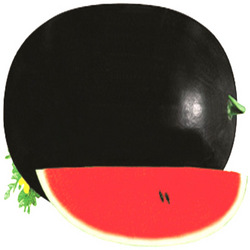 Manufacturers Exporters and Wholesale Suppliers of Black Diamond Watermelon Surat Gujarat