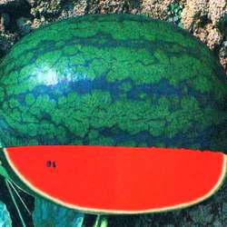 Manufacturers Exporters and Wholesale Suppliers of Karina King Watermelon ICE BOX Surat Gujarat