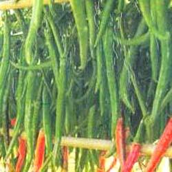 Manufacturers Exporters and Wholesale Suppliers of Chili Pepper Ghatak Surat Gujarat